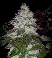 Milky Dreams > Green House Seed Company