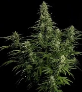 Auto Milky Way F1 > Royal Queen Seeds