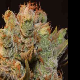 MK-Ultra Kush x Bubble > TH Seeds