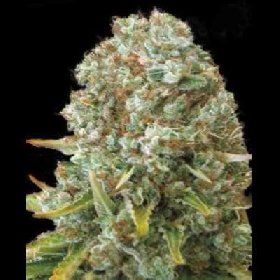 Moby Big > Bulk Seed Bank