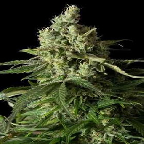 Moby Dick CBD > Dinafem Seeds