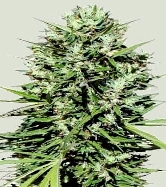 Moroccan Beldia Kif > ACE Seeds