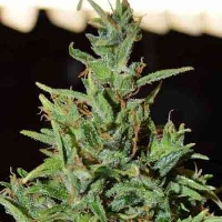 Neville Haze Auto > World of Seeds