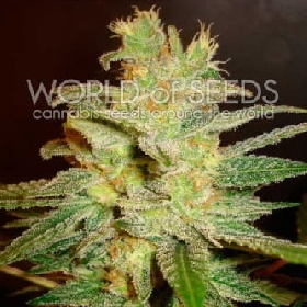 Northern Light x Big Bud Early Harvest > World of Seeds