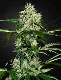 Northern Light Autoflowering > Green House Seed Company