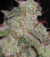 Northern Lights Autoflowering > Vision Seeds