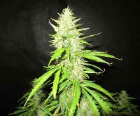 Northern Lights Autoflower > Seed Stockers