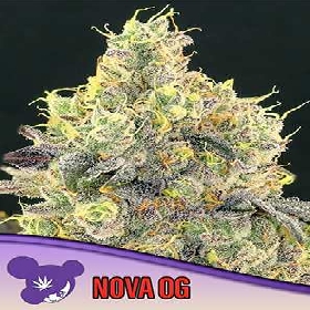 Nova OG > Anesia Seeds