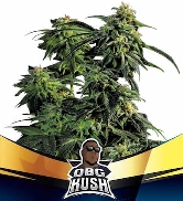 OBG Kush Fast > BSF Seeds