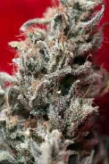 O`Haze Red > Reggae Seeds