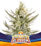 Orange Blossom XXL Auto > BSF Seeds