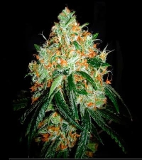 Original Orange Bud > Bulk Seed Bank