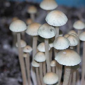 Panaeolus Cyanescens > champignons magiques