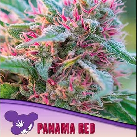 Panama Red > Anesia Seeds