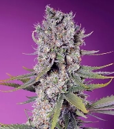 Papaya Zoap F1 Fast Version > Sweet Seeds