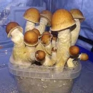 Penis Envy > Magic Mushrooms