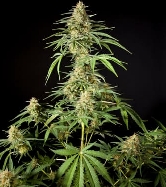 Philo Skunk > Philosopher Seeds