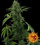 Pineapple Express (Auto) > Barney`s Farm