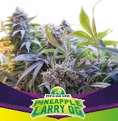 Pineapple Larry OG > BSF Seeds