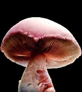 Pink Buffalo > Magic Mushrooms