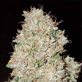 Pink Fritter > Karma Genetics