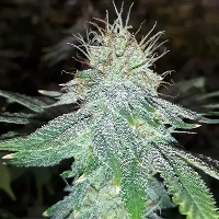 Pink Gorilla > Royal Queen Seeds