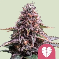 Pink Mist > Royal Queen Seeds