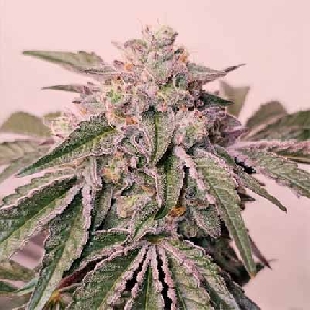 Pink Pie > Karma Genetics