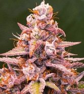 Pink Rozay > Original Sensible Seeds