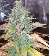 Auto Pink Rozay x Strawberry Banana > Original Sensible Seeds