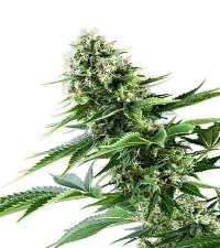 Power Flower > Royal Queen Seeds