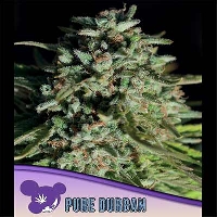 Pure Durban > Anesia Seeds