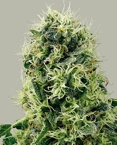 Pure Power Plant Automatic > White Label Seeds