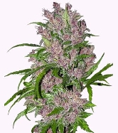 Purple Bud Automatic > White Label Seeds