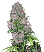 Purple Bud > White Label Seeds