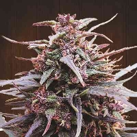 Purple Haze x Malawi > ACE Seeds