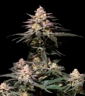 Purple Lemonade Fast Flowering > Fast Buds Company