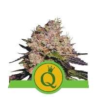 Purple Queen Automatic > Royal Queen Seeds