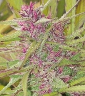 Purple Satellite > Green Mountain Seeds