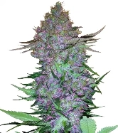 Purple Skunk Automatic > Sensi Seeds