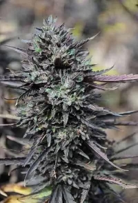 Purple Trainwreck > Humboldt Seed Organization