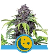 Purplematic CBD > Royal Queen Seeds