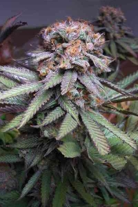 Querkle > TGA Subcool Seeds