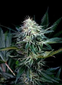 Radical Auto > Absolute Cannabis Seeds