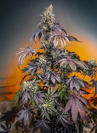 Red Gorilla Girl XL Auto > Sweet Seeds