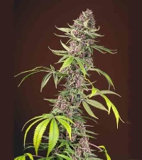 Red Mandarine F1 Fast Version > Sweet Seeds