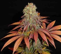 Rock Bud > Soma Seeds