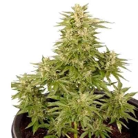 Royal Critical Automatic > Royal Queen Seeds