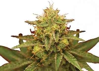 Royal Domina > Royal Queen Seeds