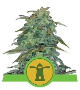 Royal Haze Automatic > Royal Queen Seeds